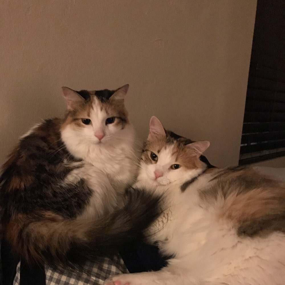 Meet your Posher, Maki